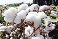 发改委：棉花目标价格改革试点正顺利推进